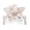 3B Scientific Female Pelvis Movable Femur Heads - w/ 3B Smart Anatomy 1019865